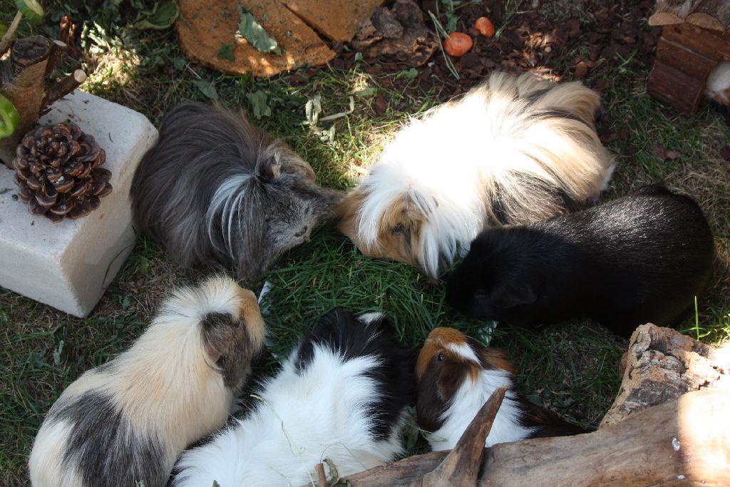 Welche Gründe sprechen gegen eine Einzelhaltung von Meerschweinchen?